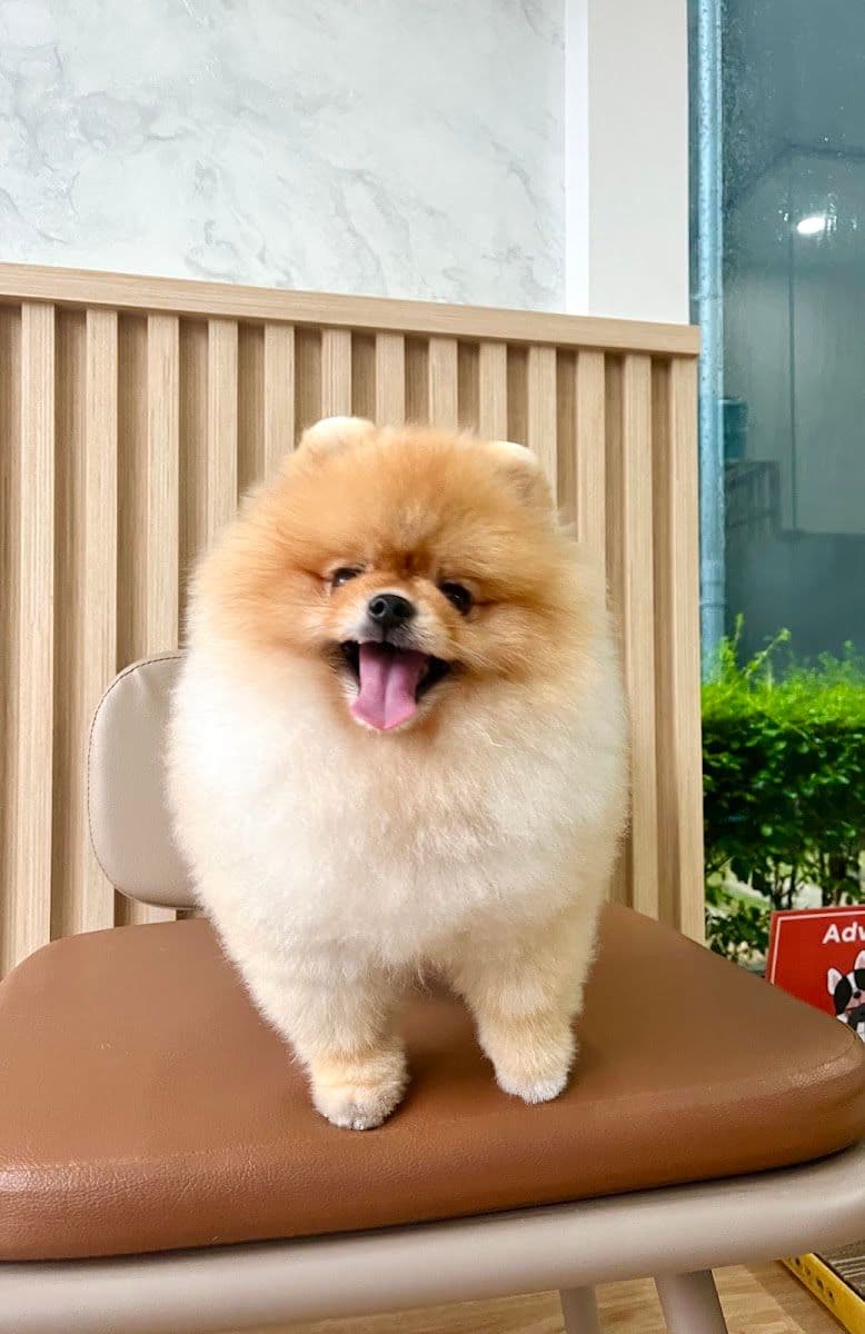 Midori pet grooming image 2