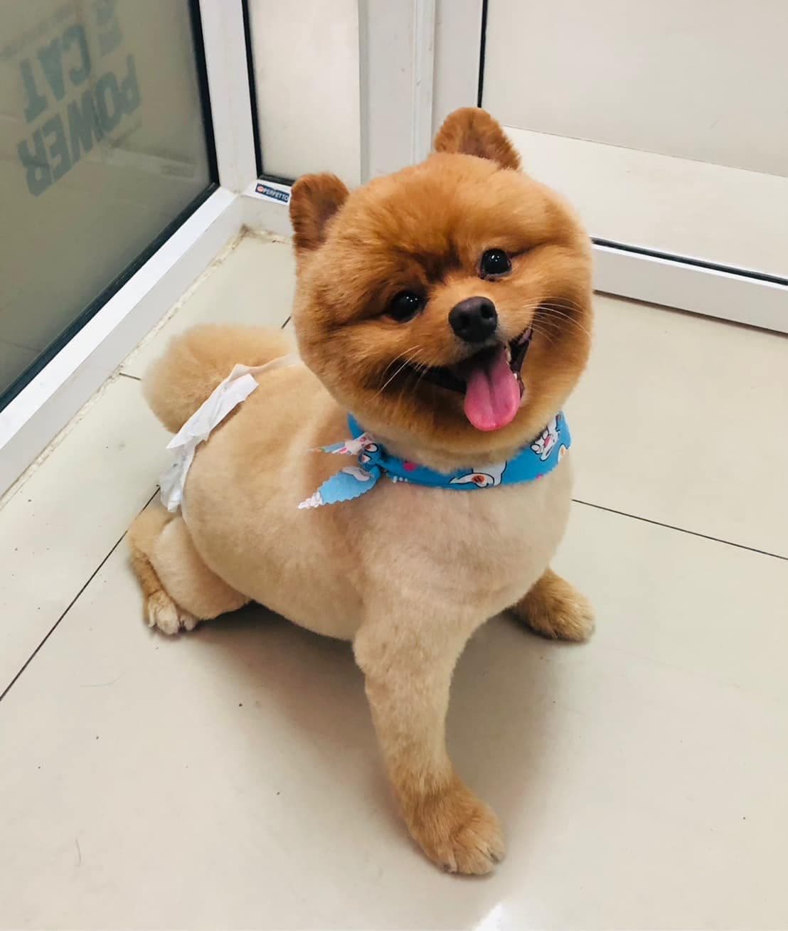 เพ็ท อะมีโก้