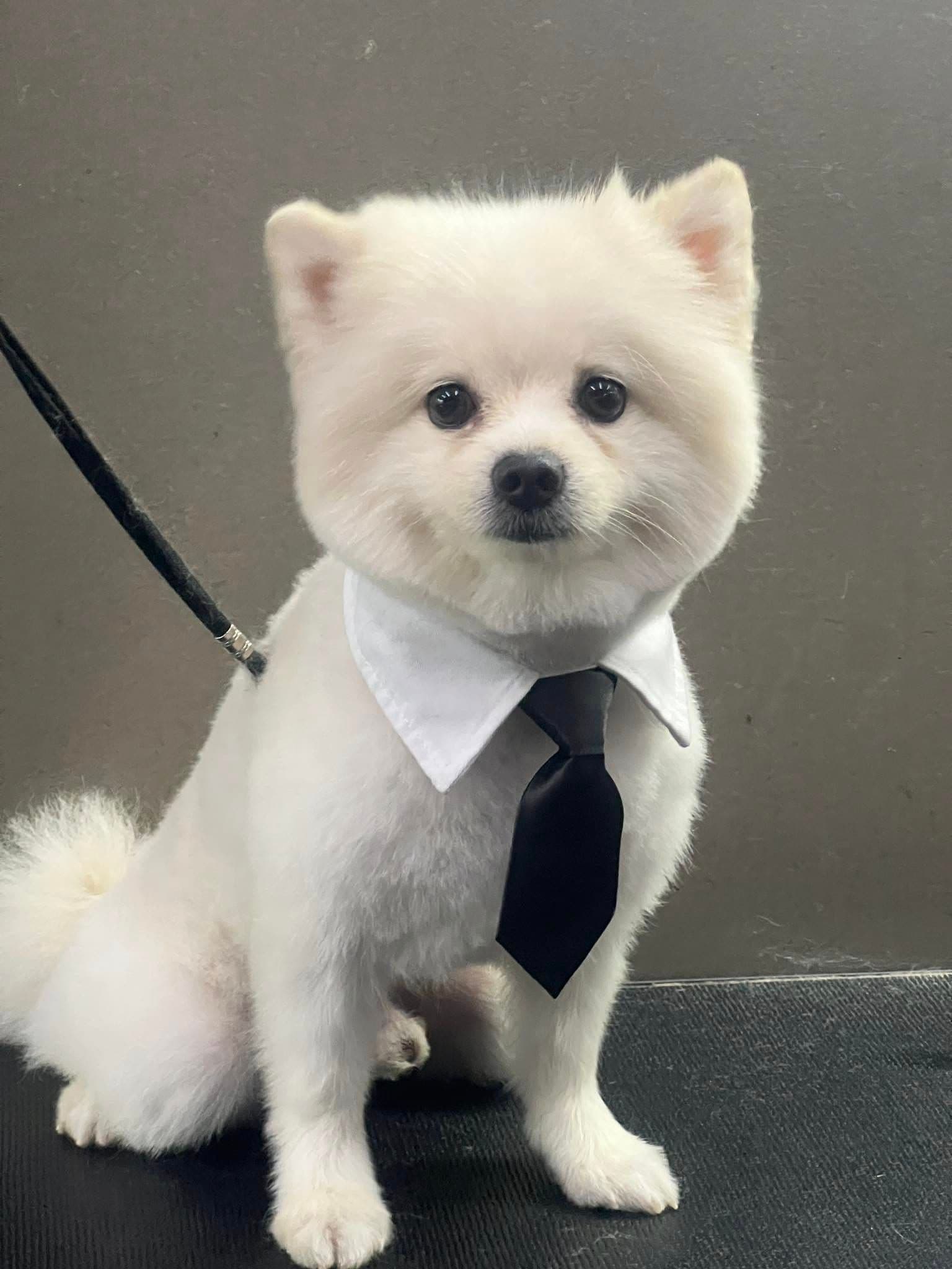 Dog Check In By Ople image 2