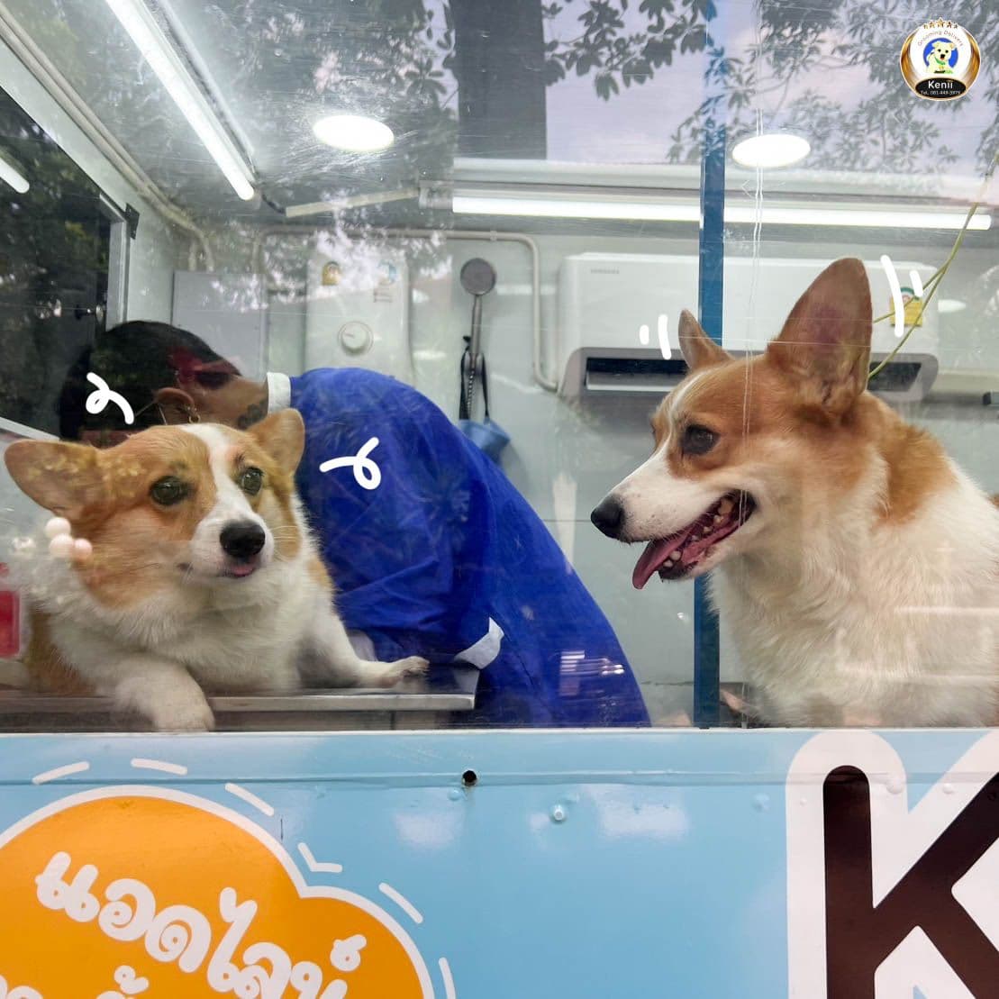 Kenii Grooming Delivery gallery 4