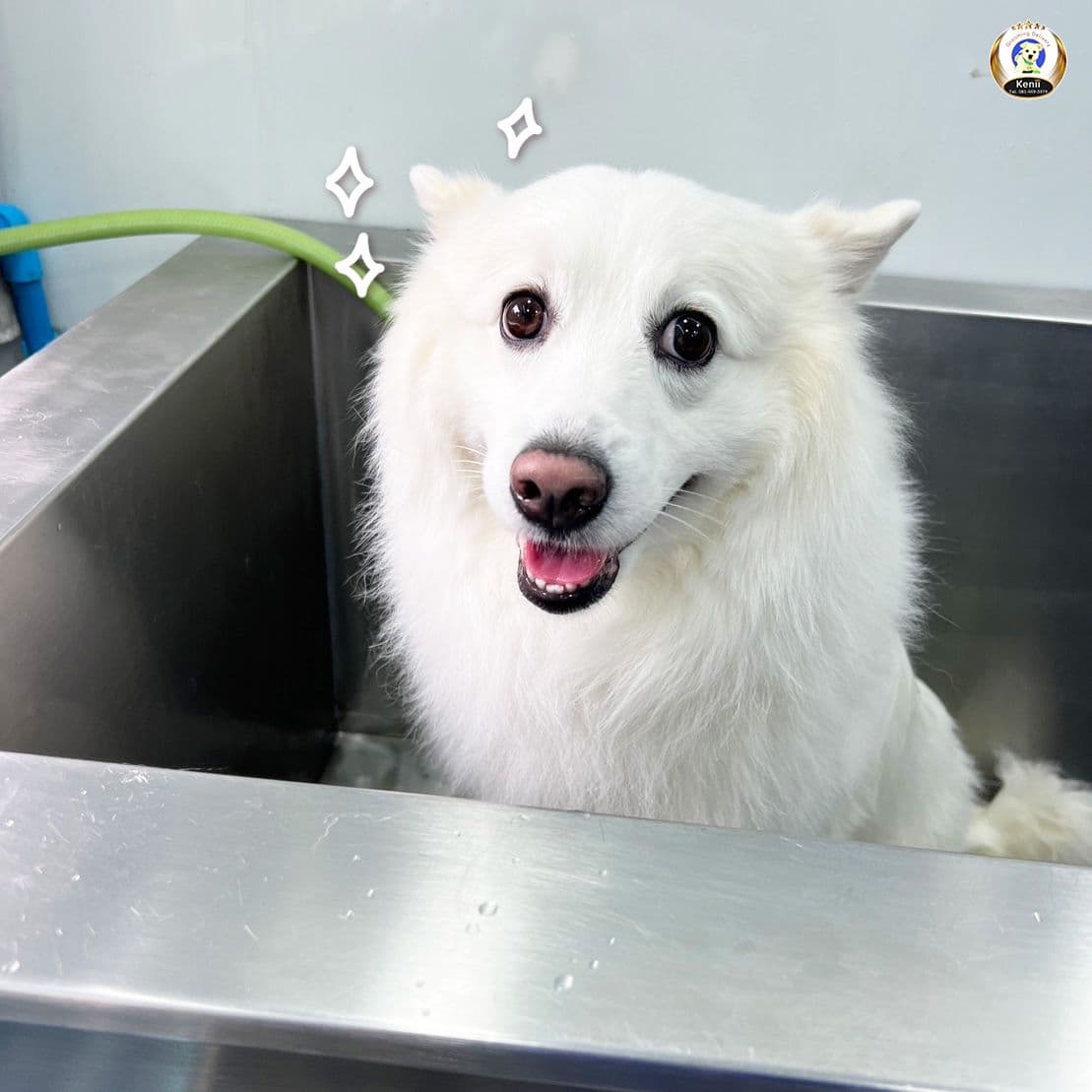 Kenii Grooming Delivery gallery 7