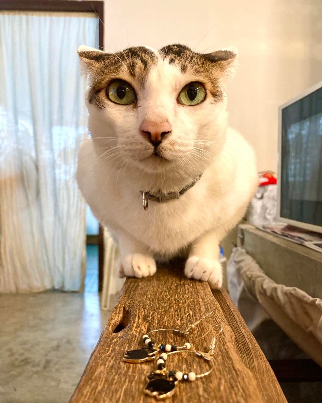 Chico Design Bangkok (Cat Cafe) image 2