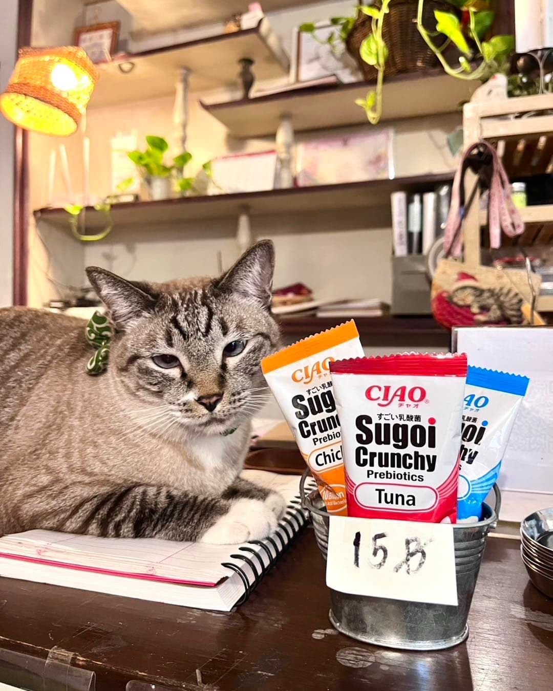 Chico Design Bangkok (Cat Cafe) gallery 4