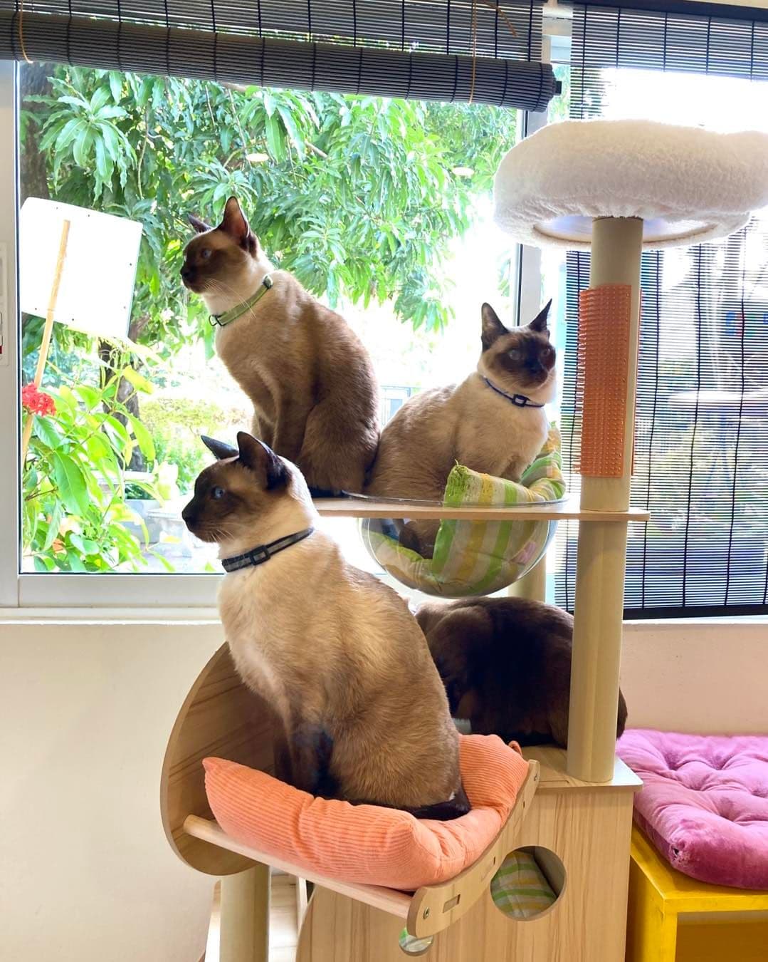 Chico Design Bangkok (Cat Cafe) image 3