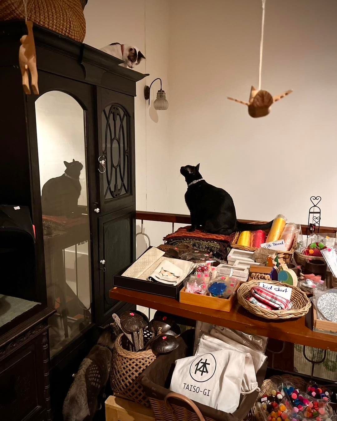 Chico Design Bangkok (Cat Cafe) gallery 5