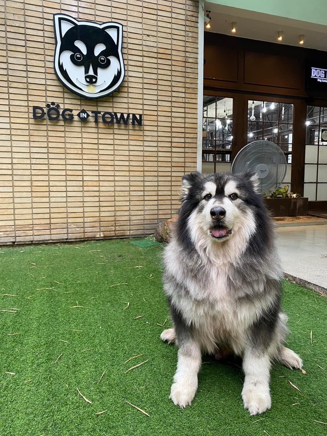 Dog In Town Ekkamai gallery 5