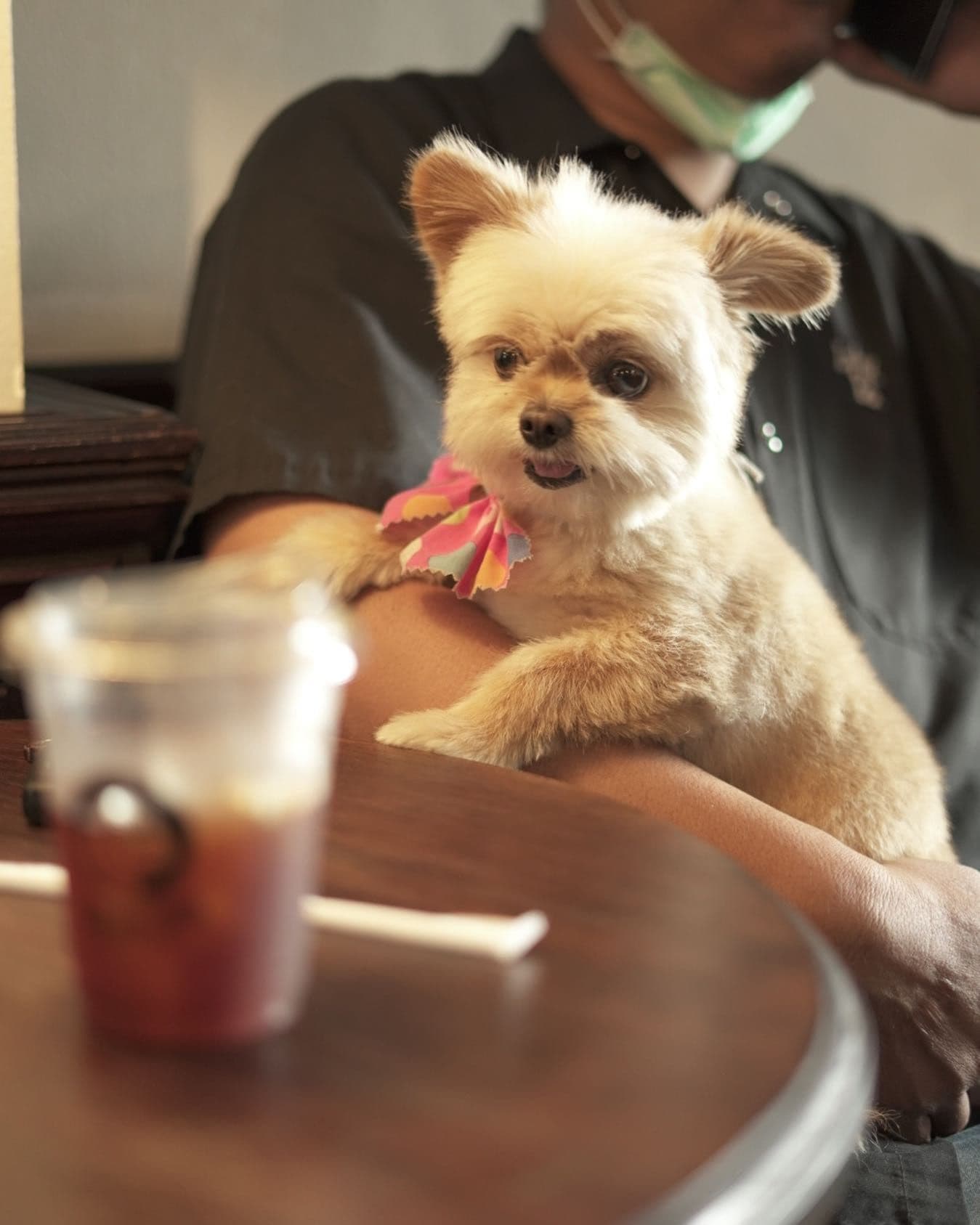 Cherrydog Coffee Roaster