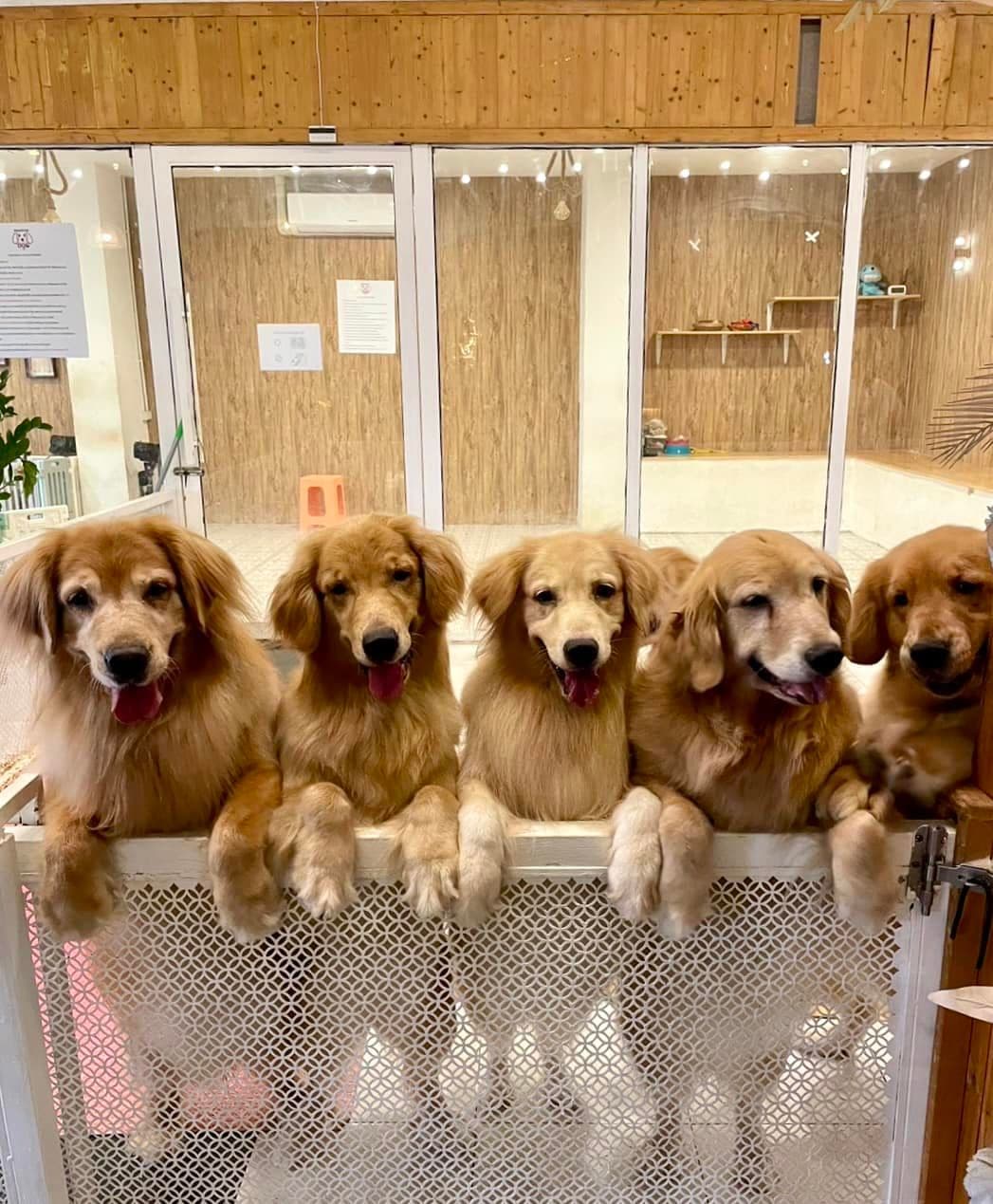 Bangkok Dog Cafe gallery 6