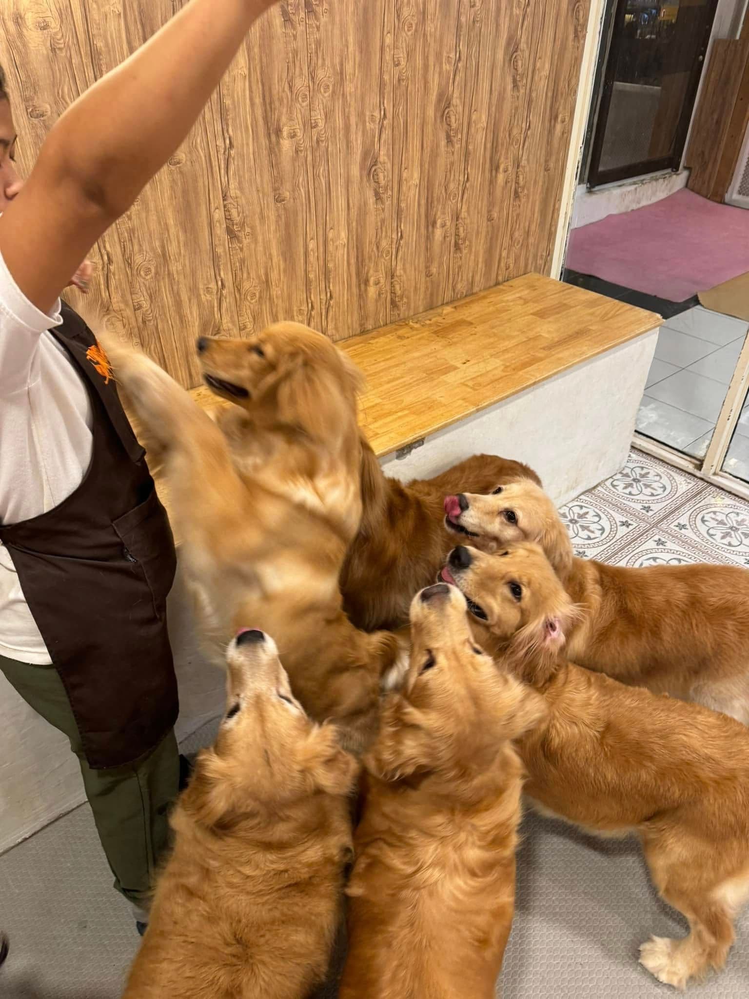 Bangkok Dog Cafe gallery 5
