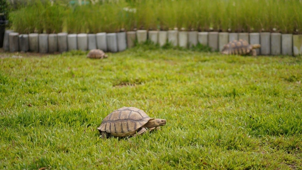 Turtle Rabbit Cafe' image 2