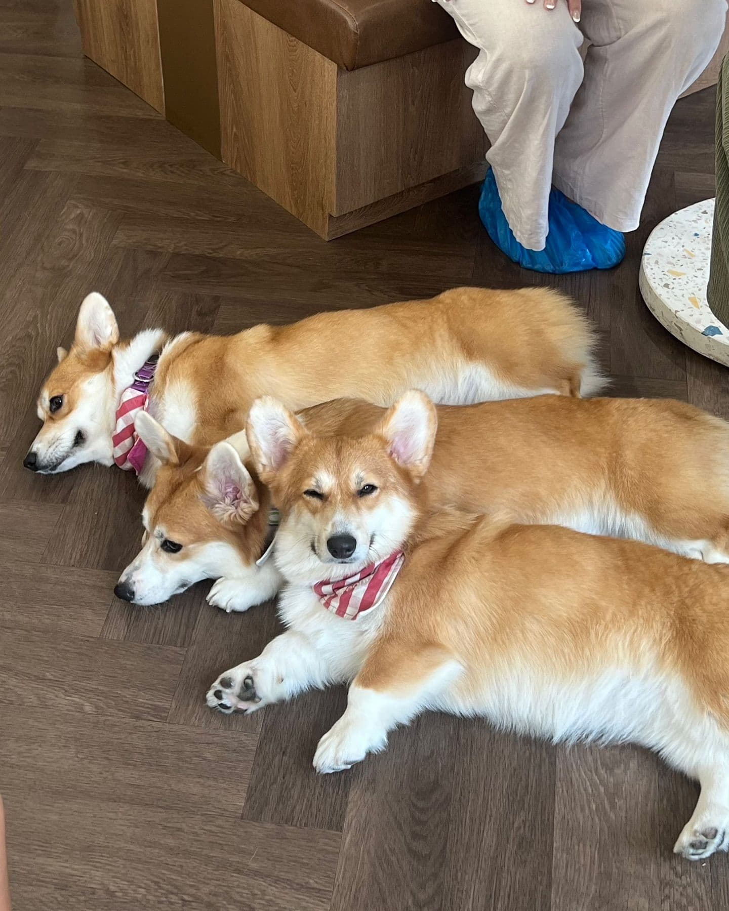 Corgi in the Garden gallery 4