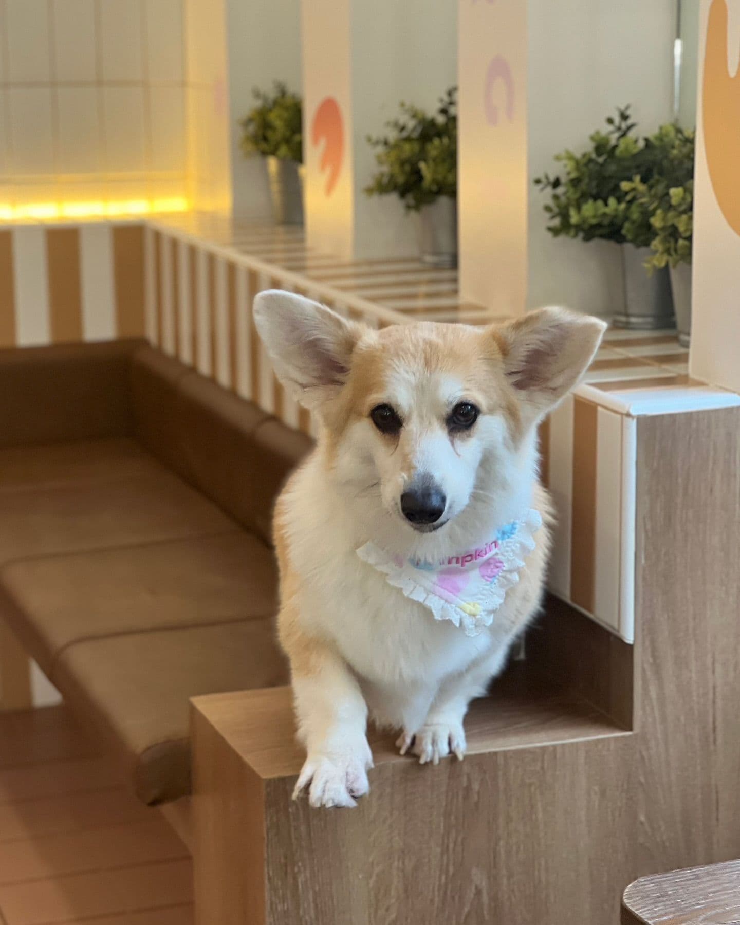 Corgi in the Garden gallery 6