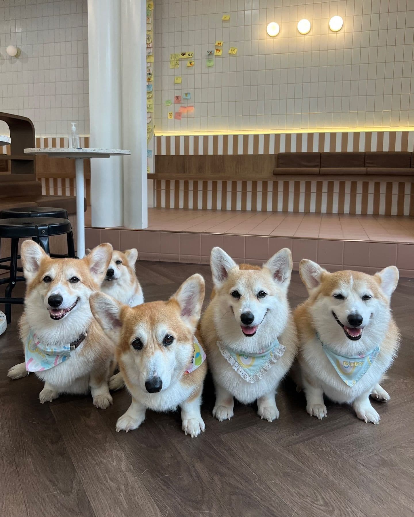 Corgi in the Garden gallery 5