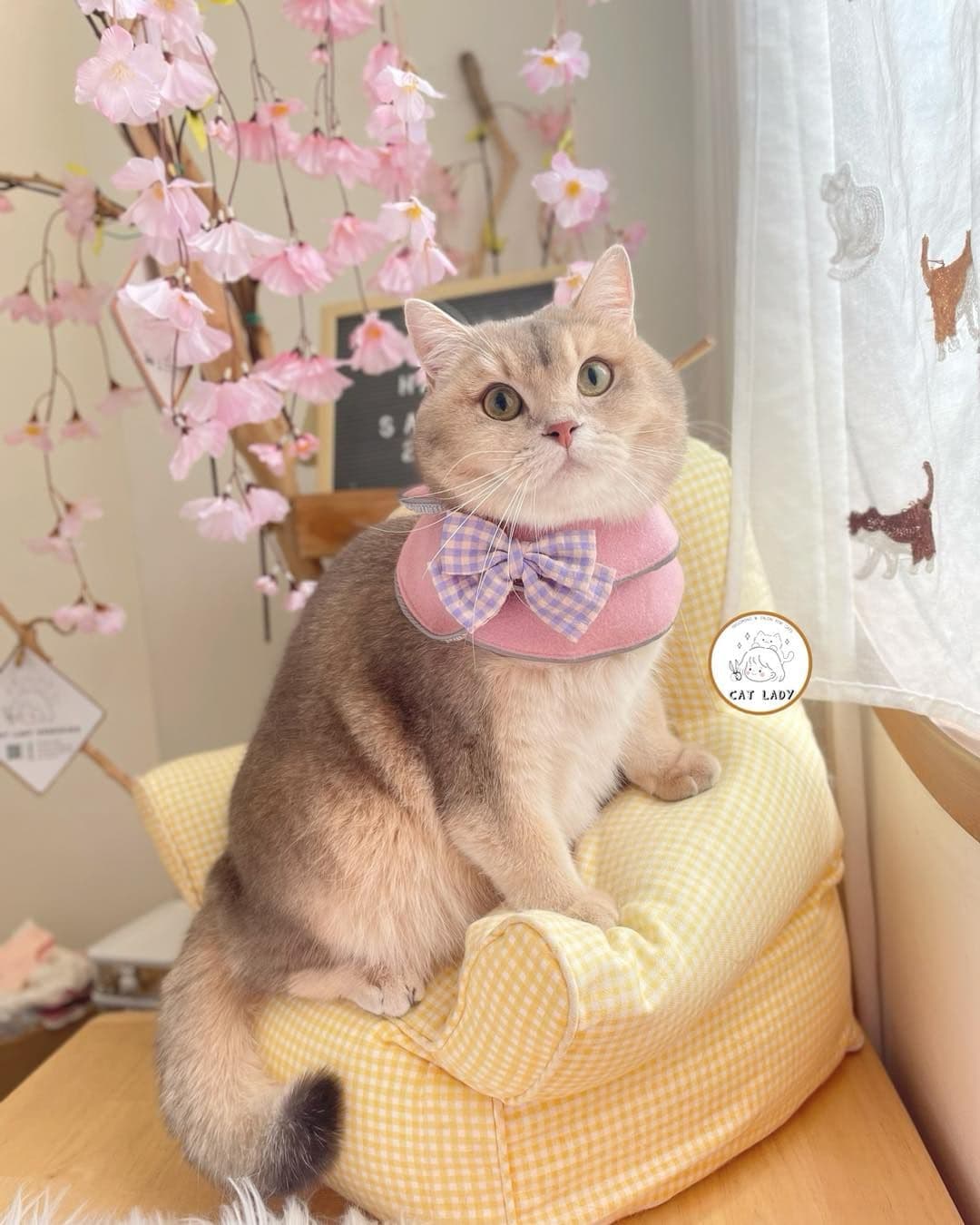 CAT LADY grooming for Cat