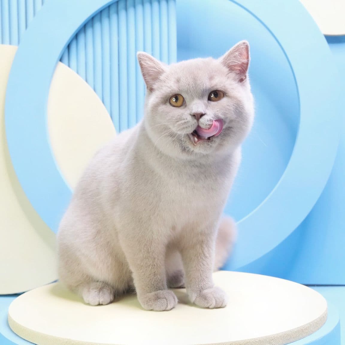 Babyboo cat grooming