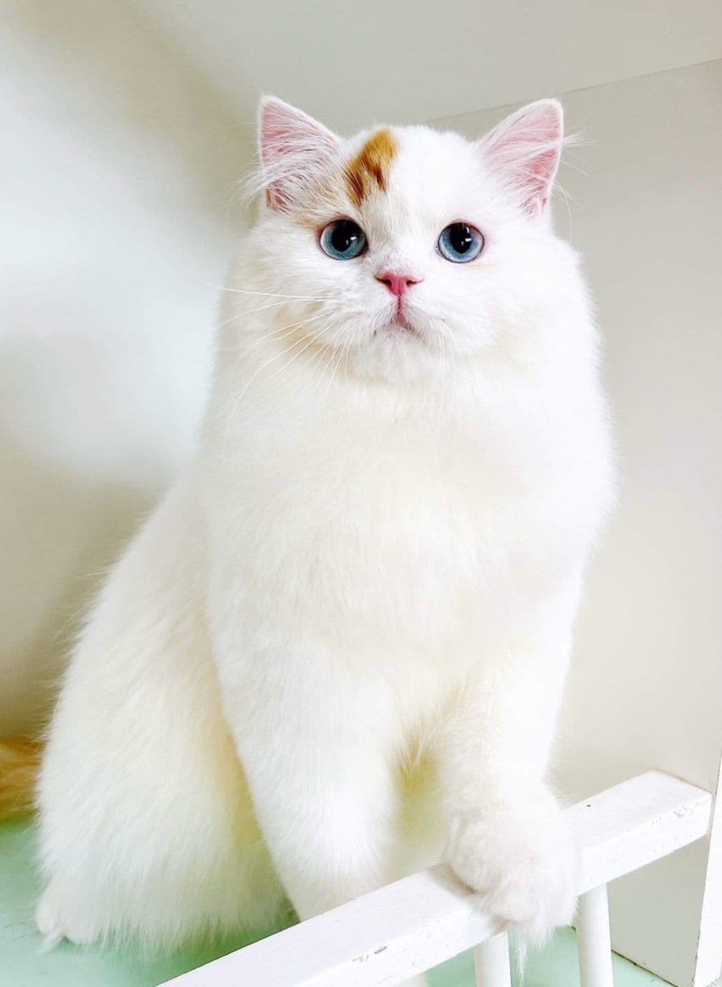 PingPingCatsGrooming