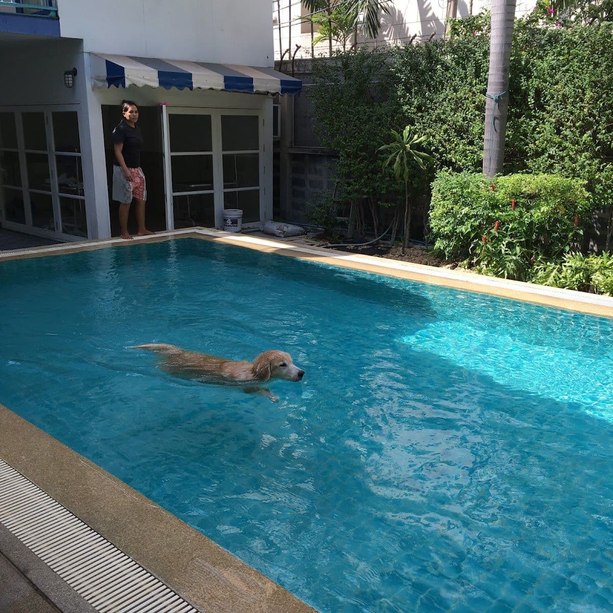 iTube dog swimming pool