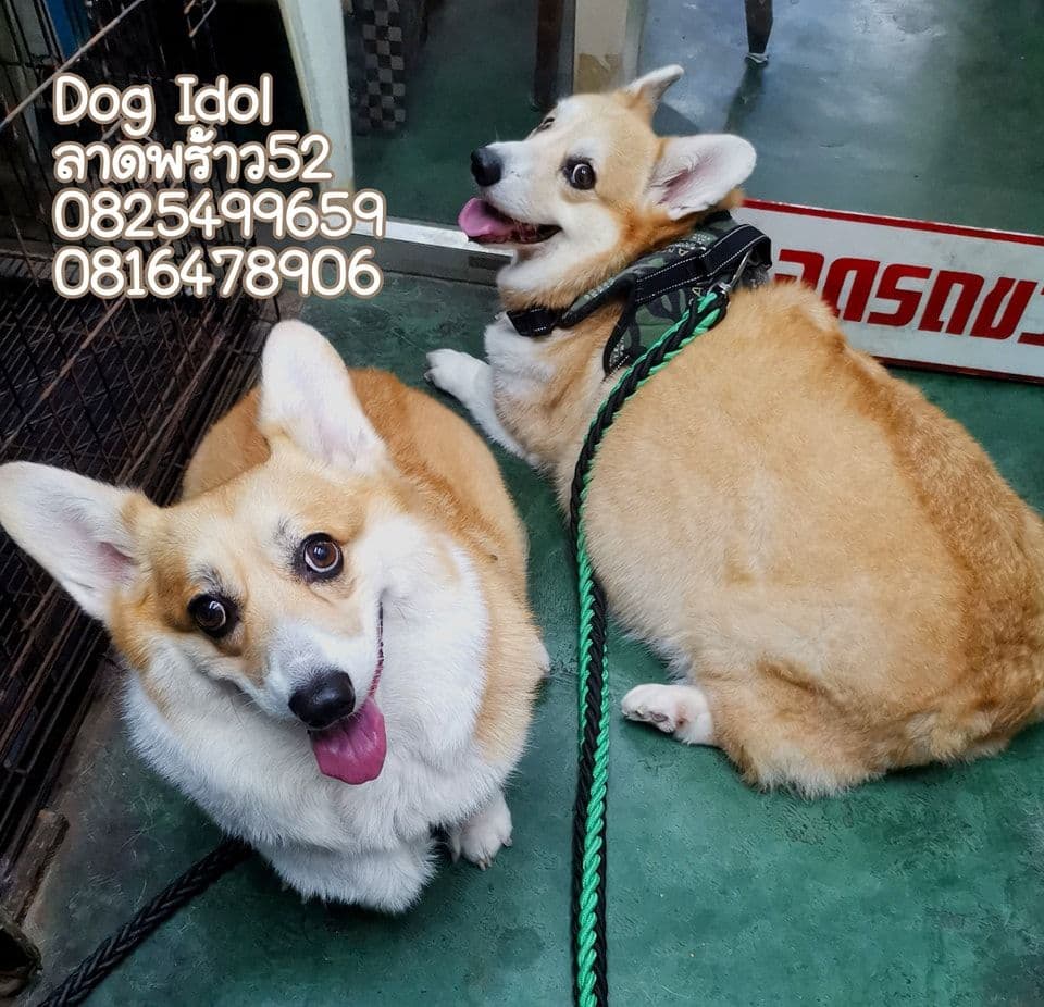 Dog Idol image 2