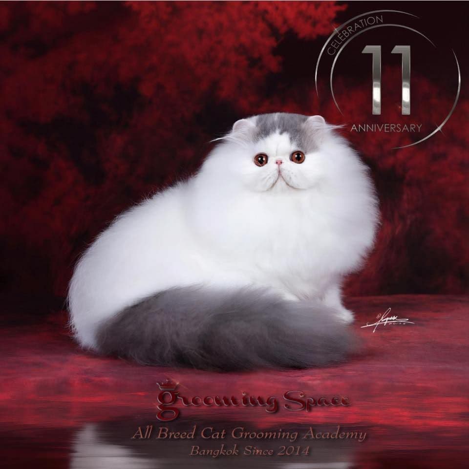 Grooming Space A/B Cat Grooming Academy