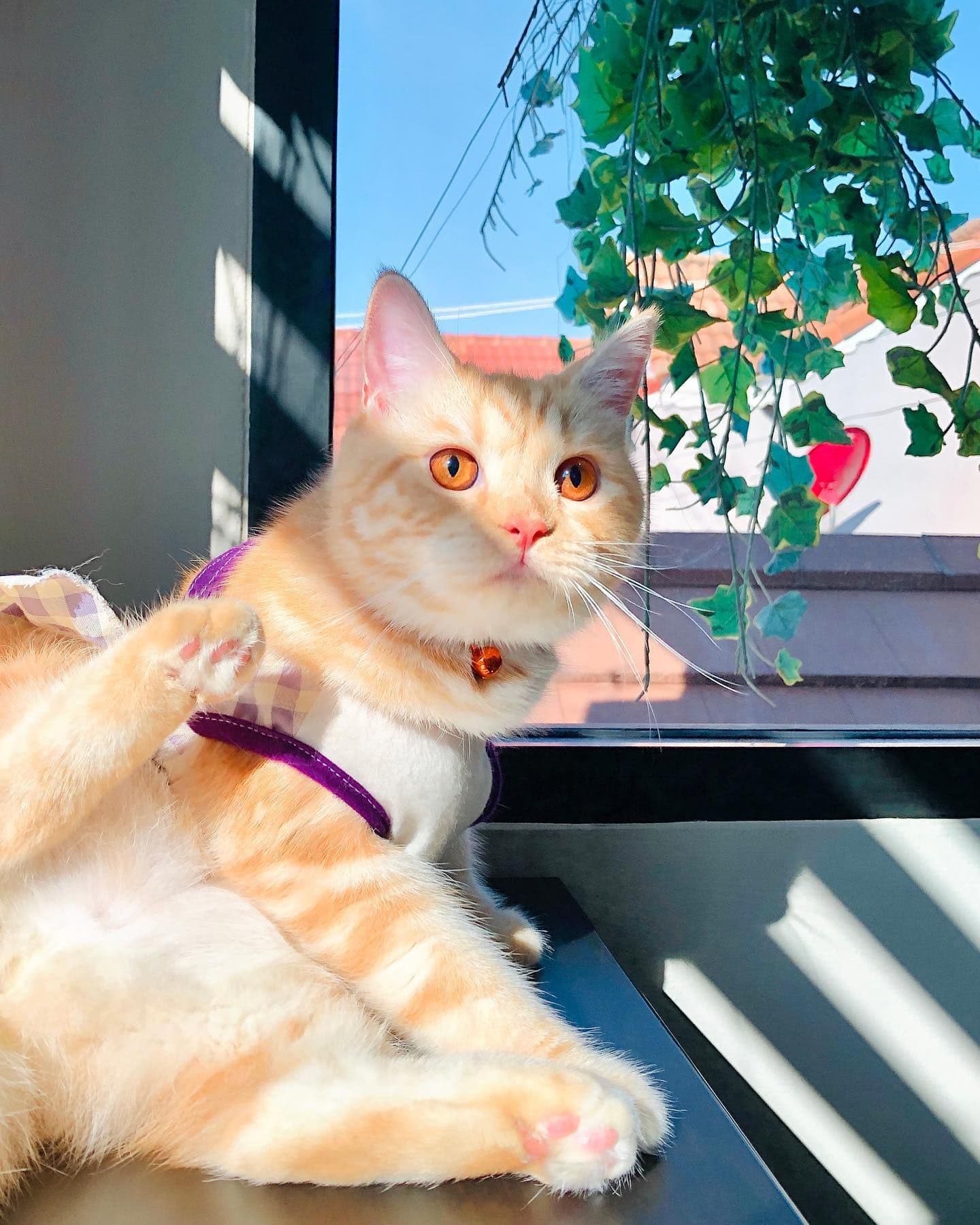 โรงแรมแมว หน้าแมว