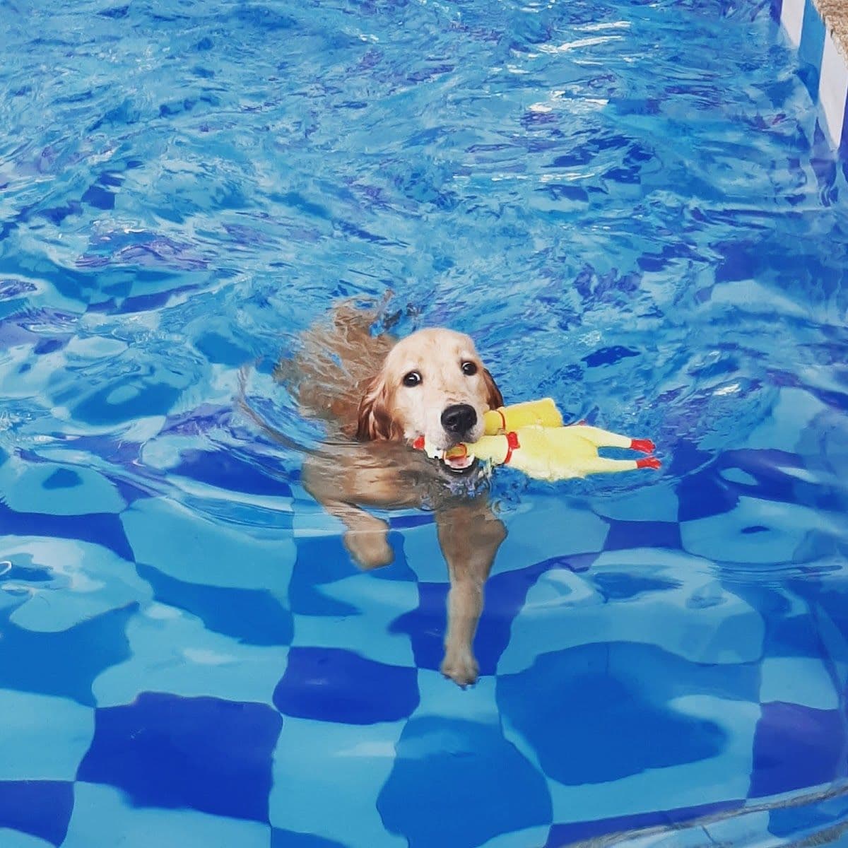 Friendly Dog Village