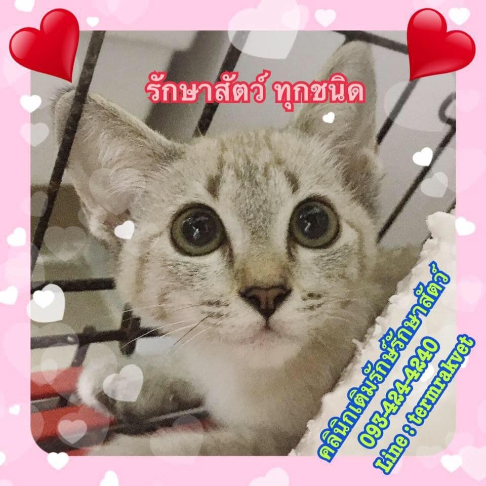 Teimrak Vet Hospital