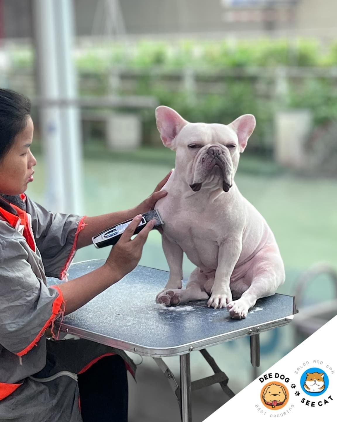 Dee Dog See Cat Grooming gallery 4