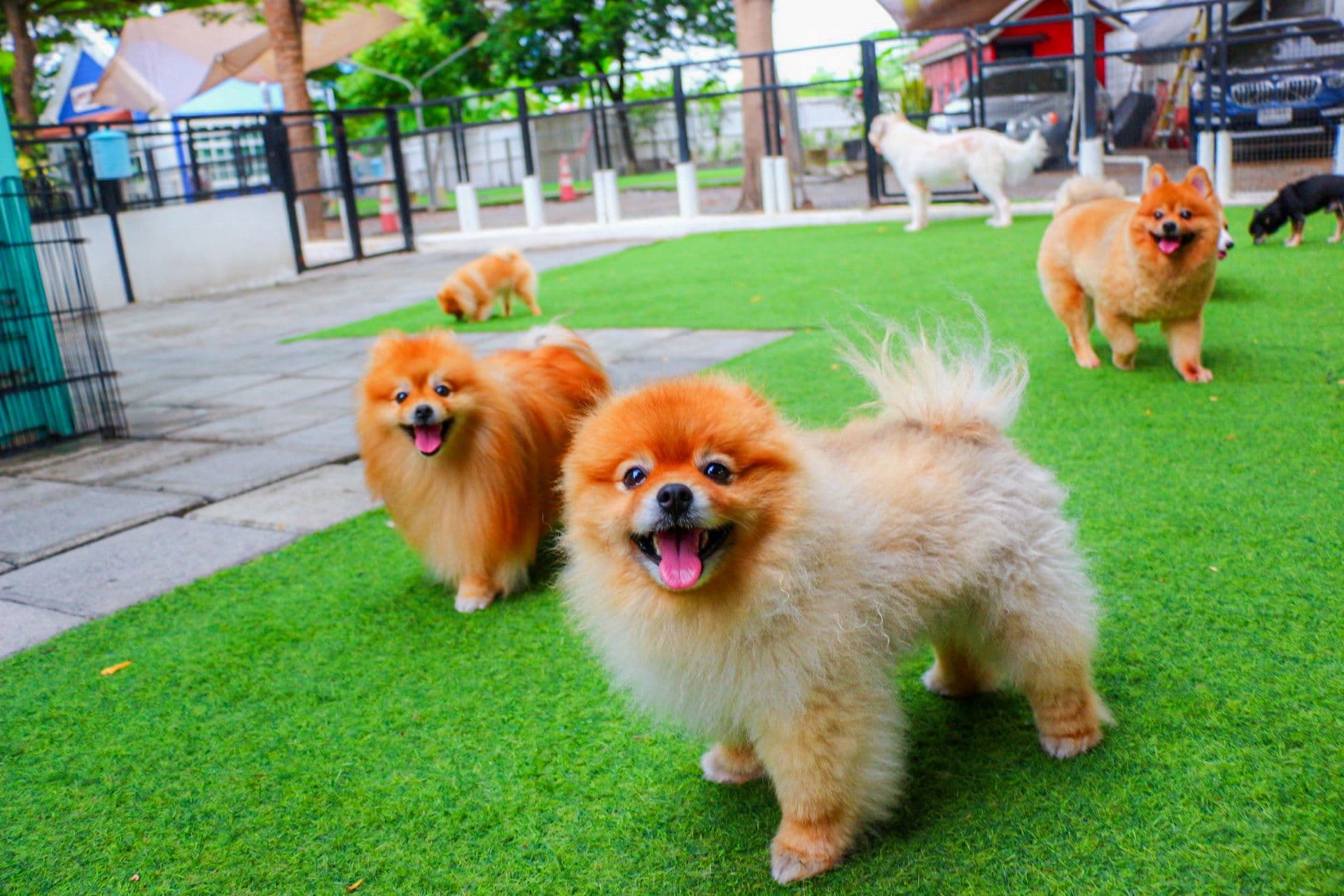 Love Me Love My Pets