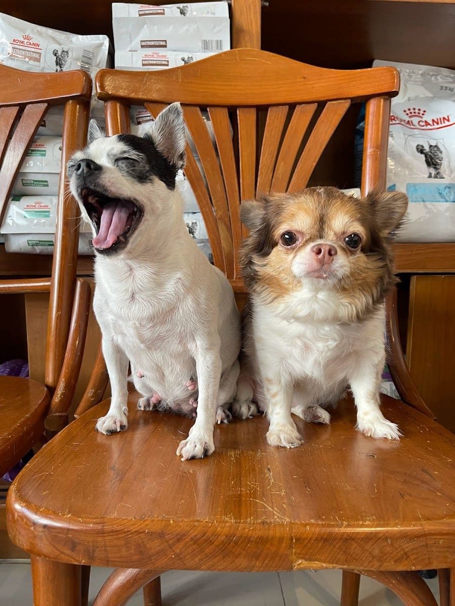 น้องหมาน้องแมวคลินิก