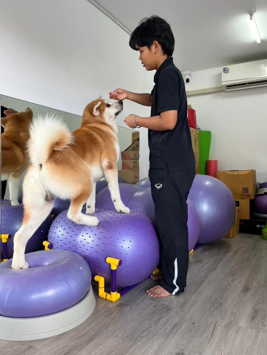 Pet Limited image 3
