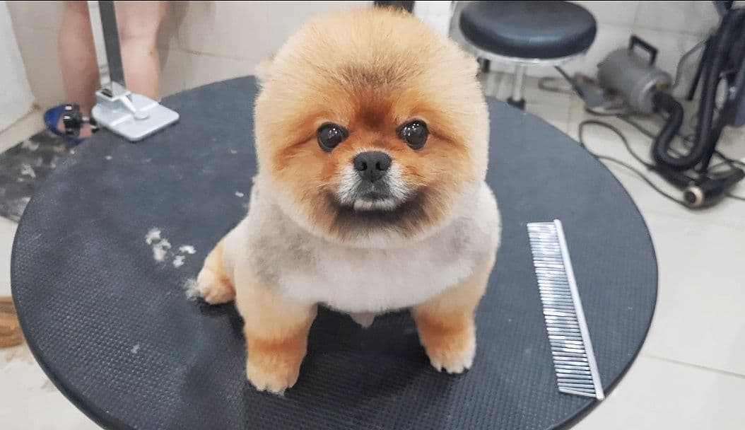 Pet Grooming by ช่างแหม่ม