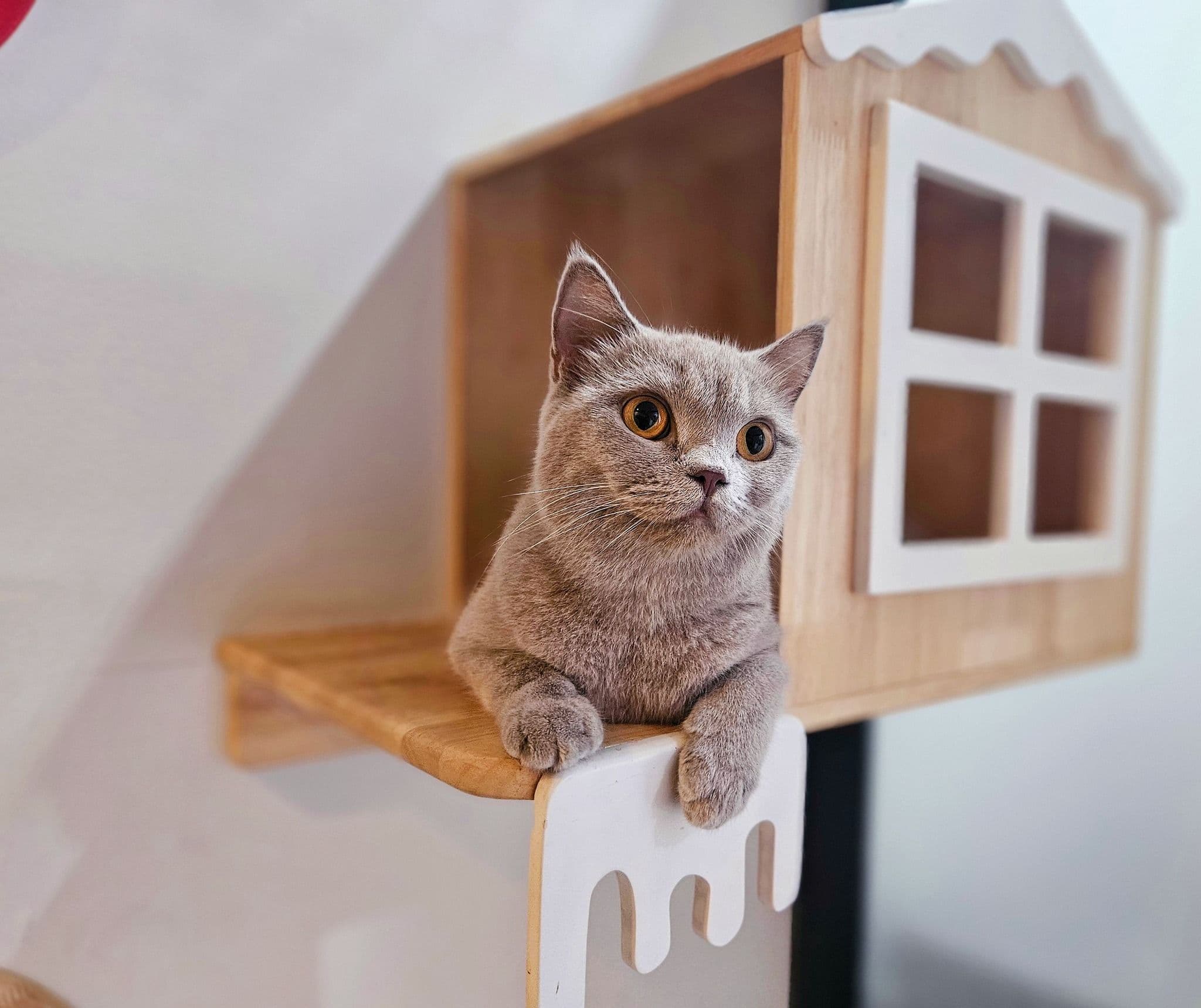 Sita Grooming & Hotel