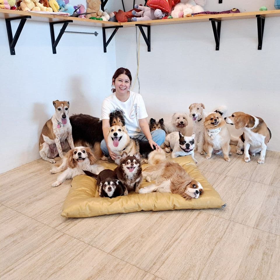 Sheltie station Dog Hotel รับฝากสุนัขไม่ขังกรง