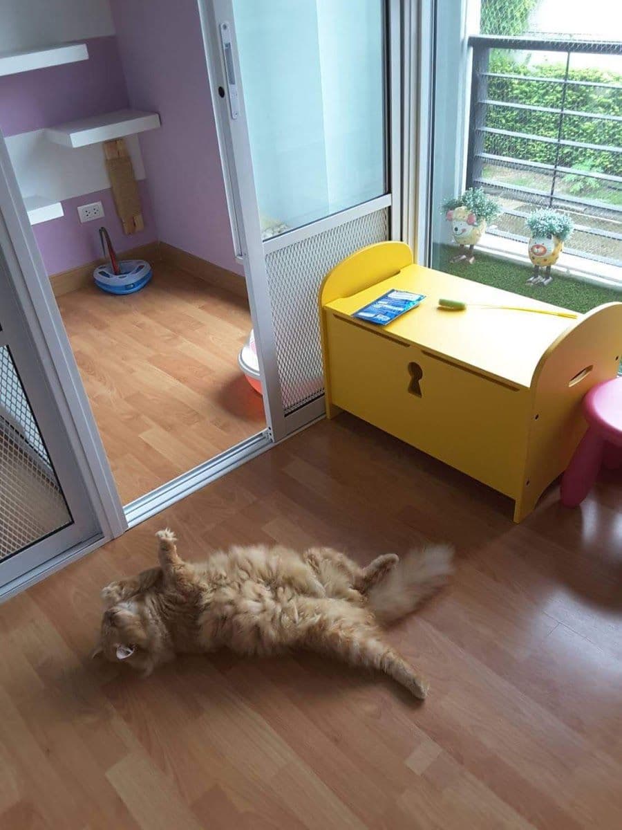 Cat A Rest Hotel gallery 5