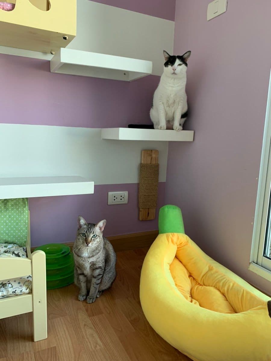 Cat A Rest Hotel gallery 4