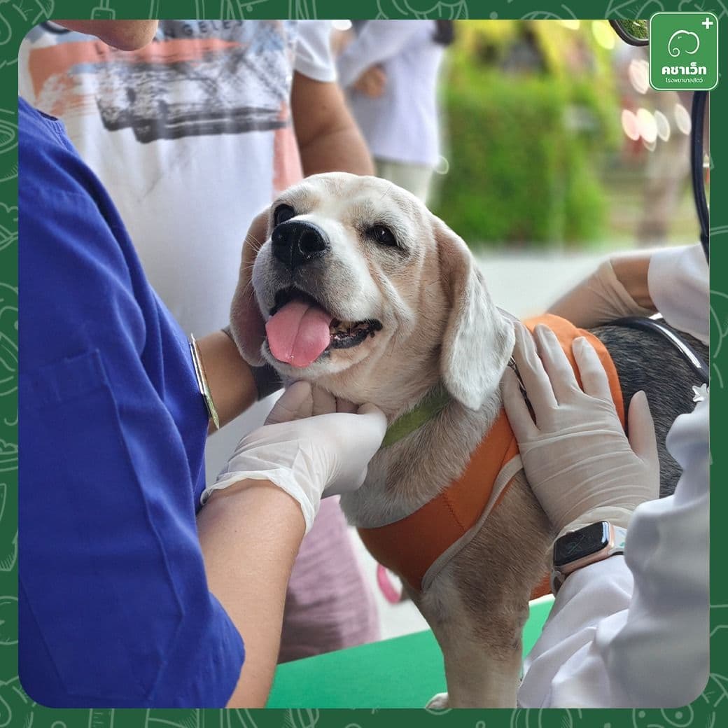Kachavet Pet Hospital gallery 4