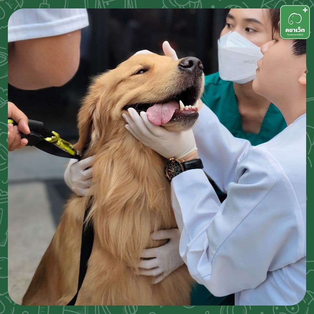 Kachavet Pet Hospital image 3