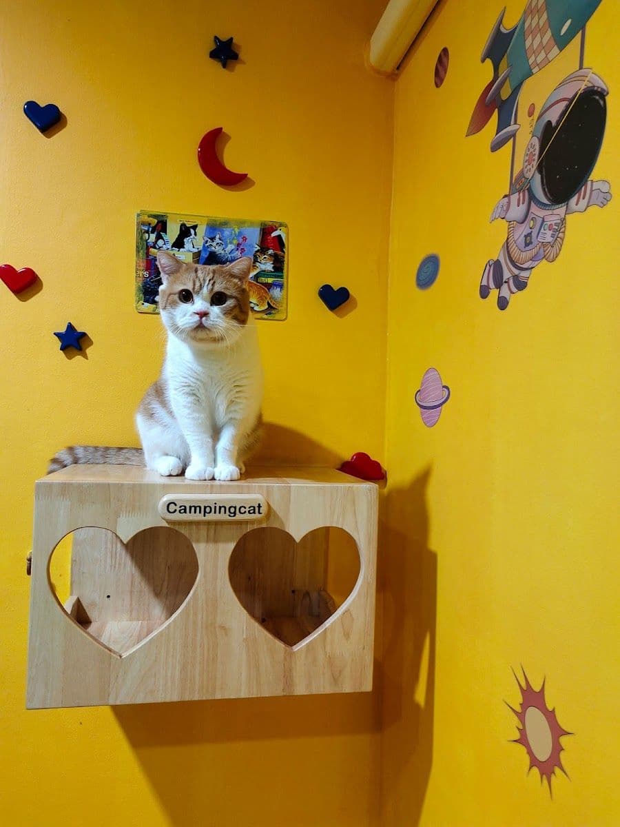 Camping Cat