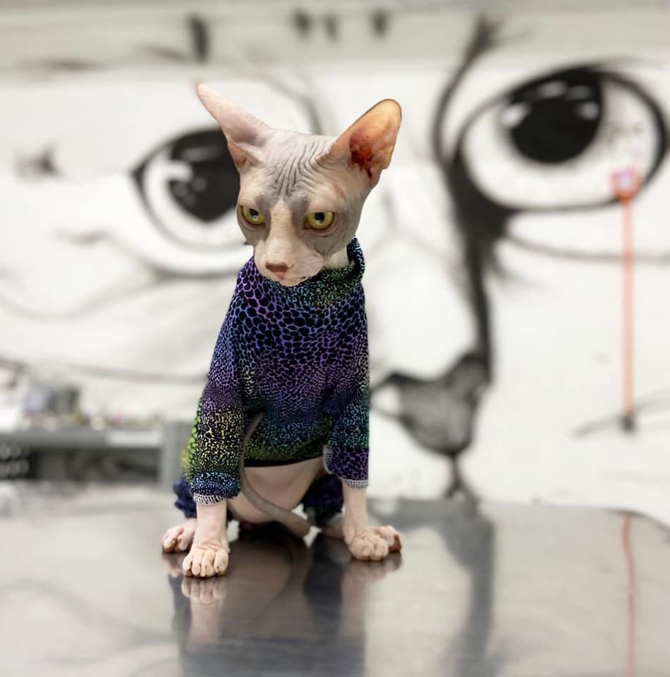 คลินิกรักษาสัตว์ประชาอุทิศ