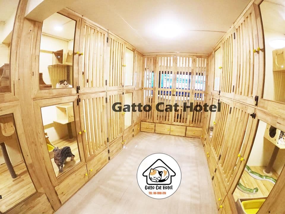 Gatto Cat Hotel image 2