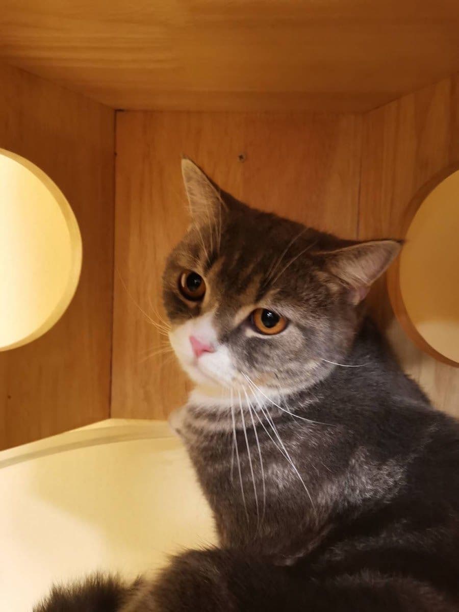Gatto Cat Hotel gallery 4