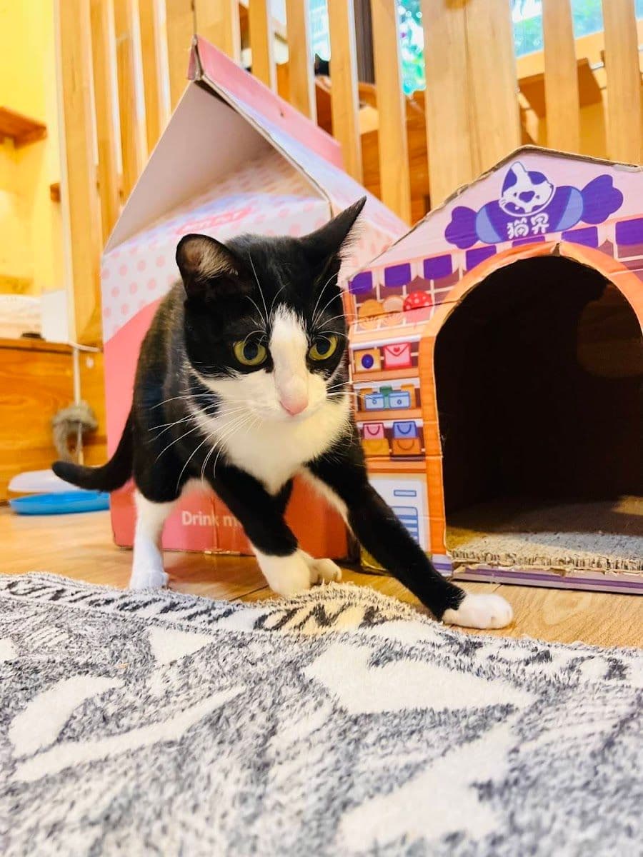Gatto Cat Hotel image 3