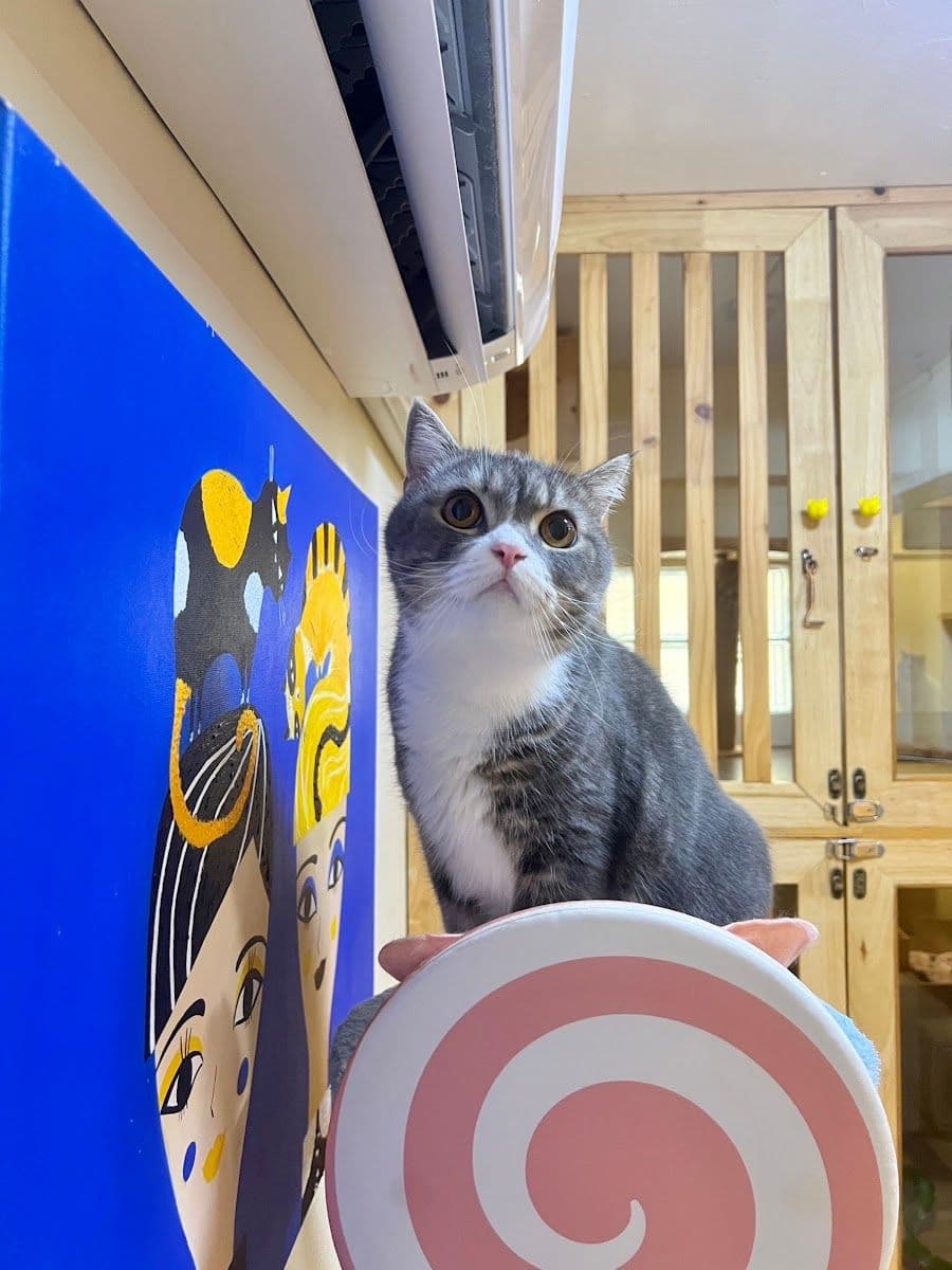 Gatto Cat Hotel gallery 7
