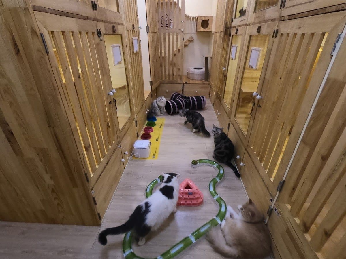 Gatto Cat Hotel gallery 8
