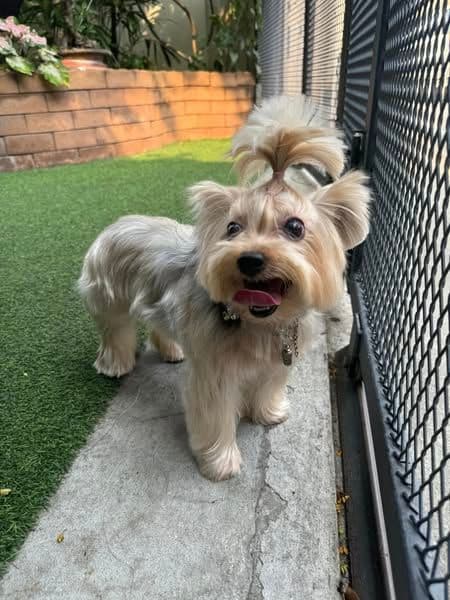 Dog Village image 2