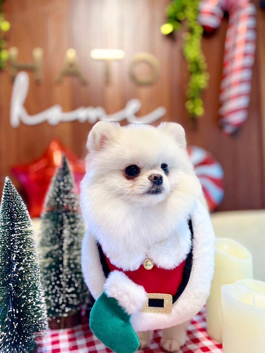 Hato Pet Wellness Center gallery 8