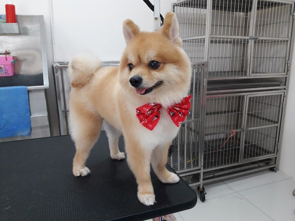 โรงพยาบาลสัตว์หมาแมวยิ้มแฉ่ง