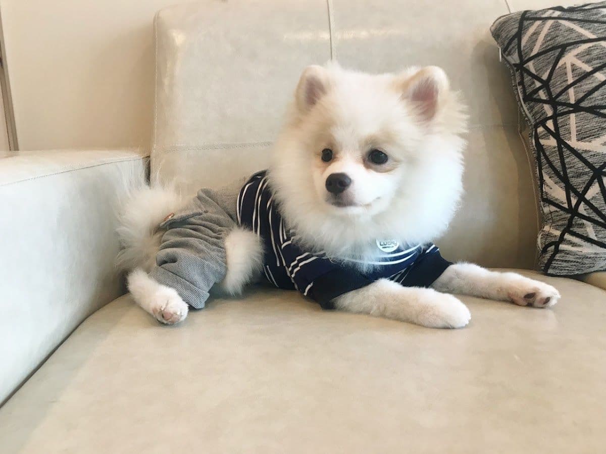 โรงพยาบาลสัตว์ซอฟท์เซนส์