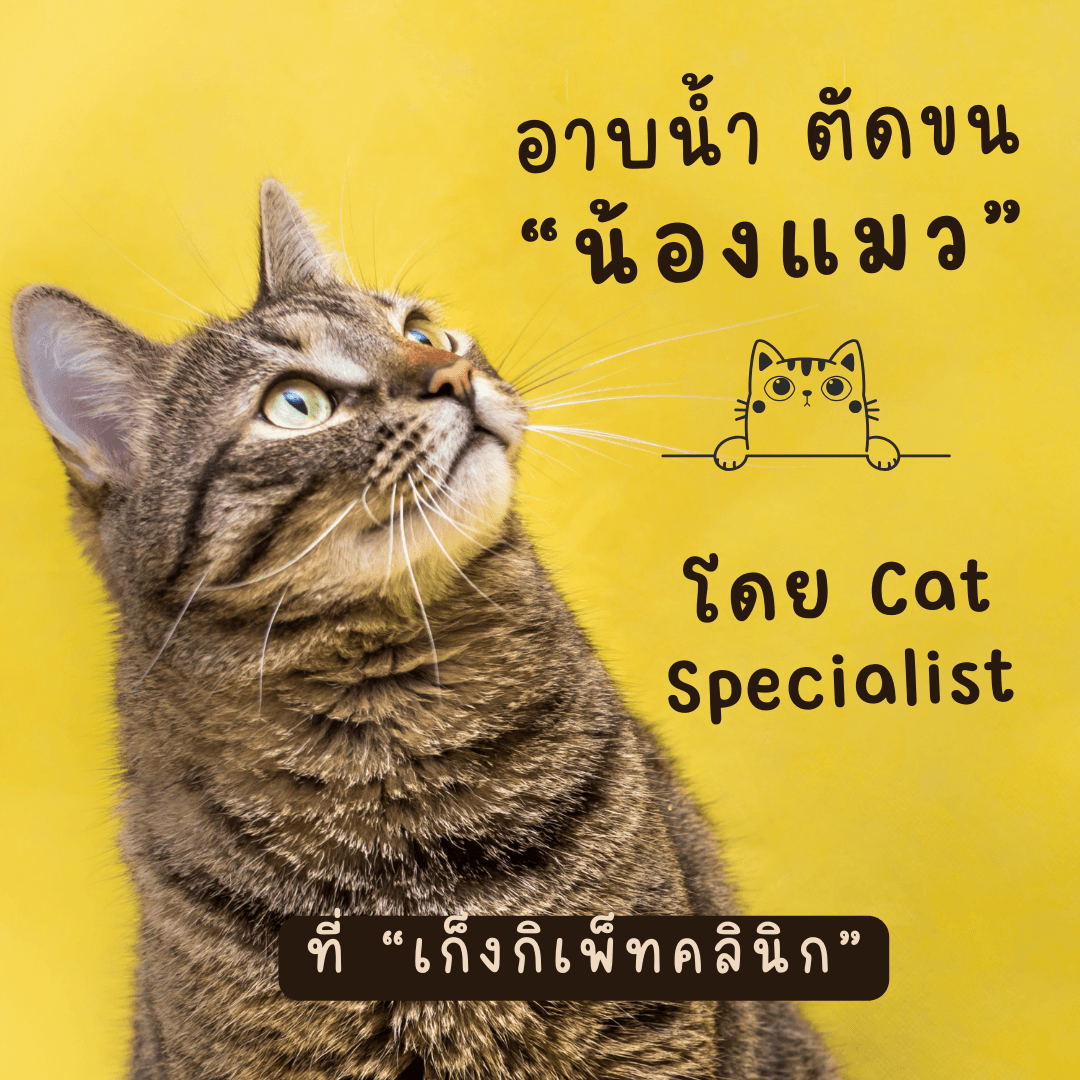 เก็งกิเพ็ทคลินิก