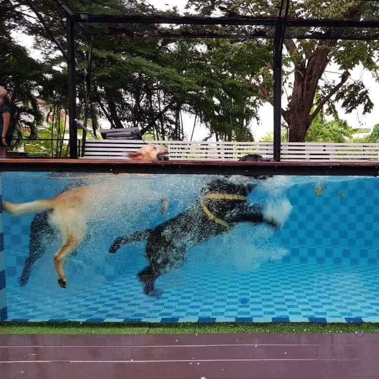 Dog Aquatel